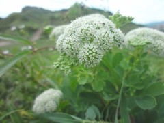 Angelica hirsutiflora
