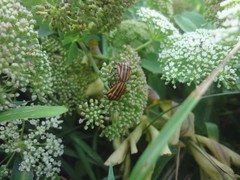 Graphosoma rubrolineatum