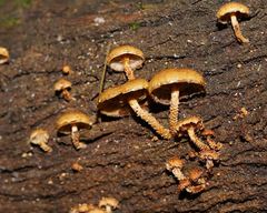 Pholiota squarrosipes