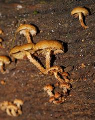 Pholiota squarrosipes