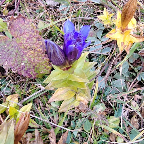 Crested Gentian (Gentiana septemfida)