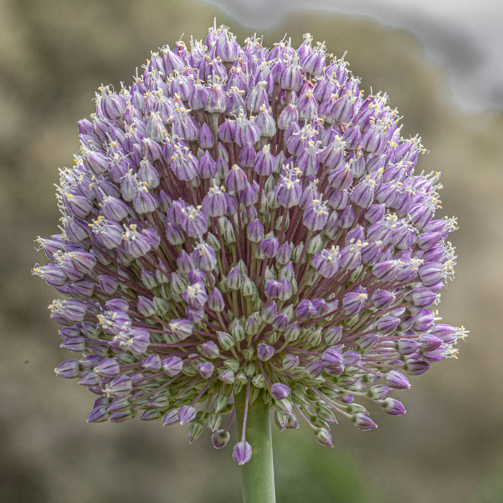 Allium ampeloprasum