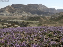 Pseuderucaria clavata