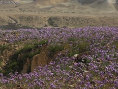 Pseuderucaria clavata