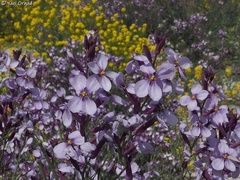 Pseuderucaria clavata