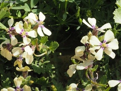 Enarthrocarpus strangulatus