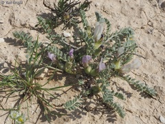 Astragalus tribuloides