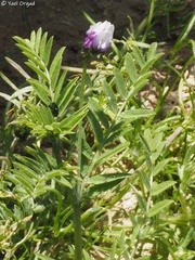Astragalus asterias