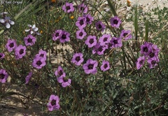 Erodium crassifolium