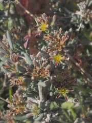 Gymnocarpos decander