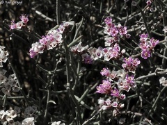 Limonium pruinosum