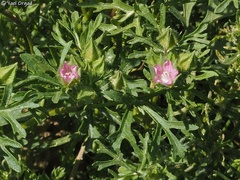 Malva aegyptia