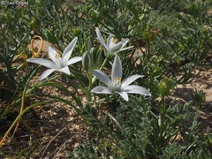 Ornithogalum trichophyllum