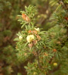 Phyllota pleurandroides
