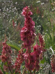 Rumex cyprius