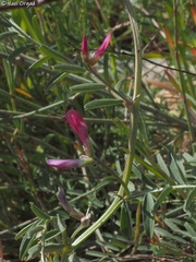 Vicia monantha