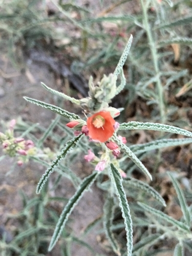 narrowleaf globemallow (Sphaeralcea angustifolia)