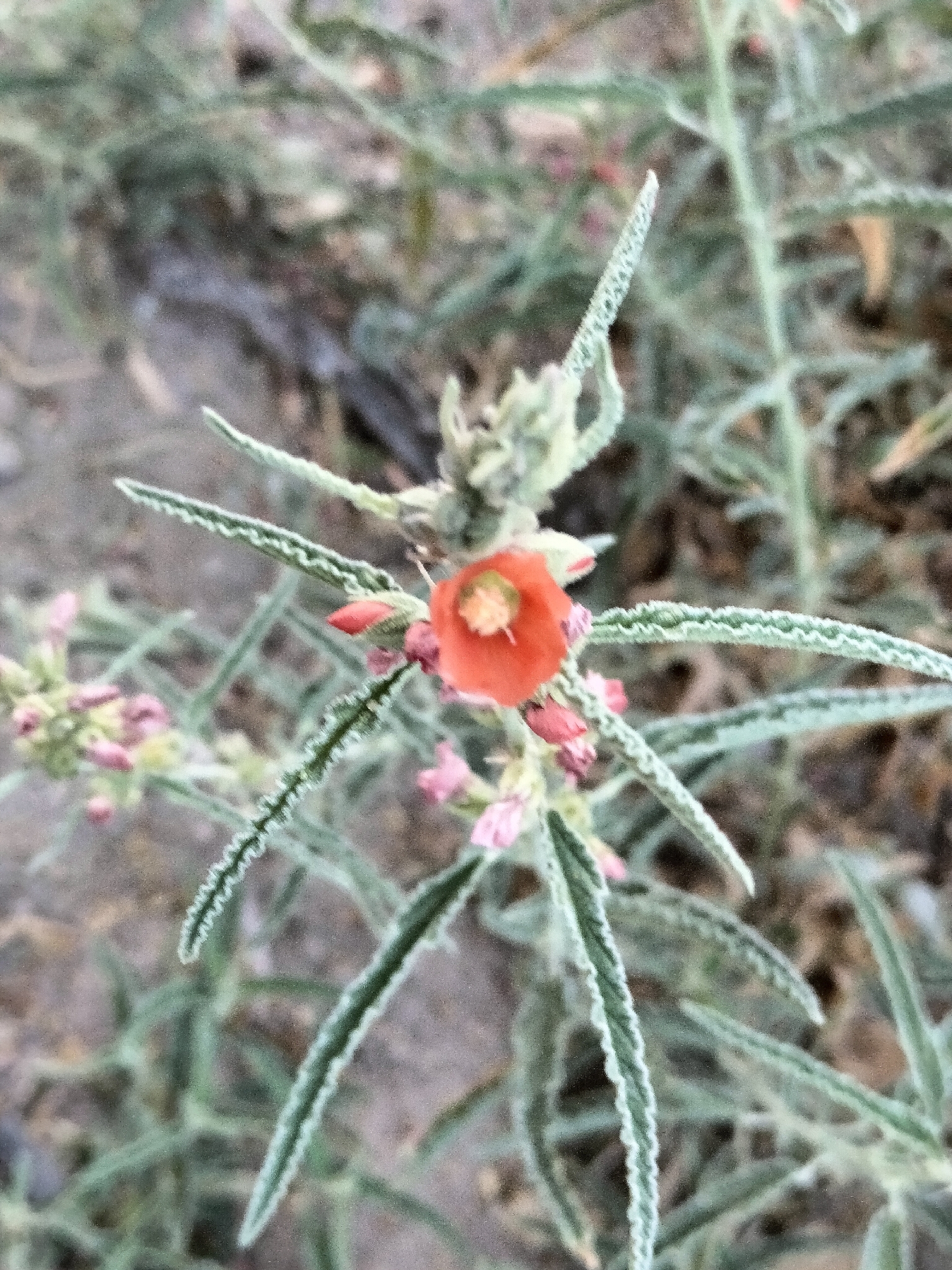 Narrowleaf Globemallow (Sphaeralcea angustifolia)