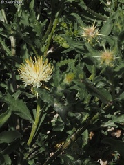 Centaurea pallescens
