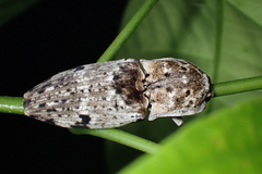 Agrypninae