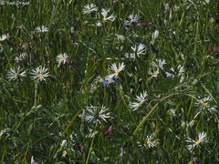 Volutaria crupinoides