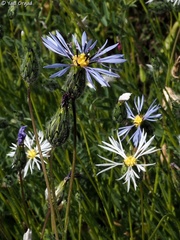 Volutaria crupinoides