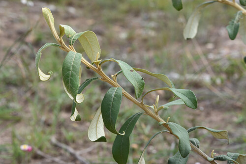 Coastal Camphorbush (Tarchonanthus littoralis)