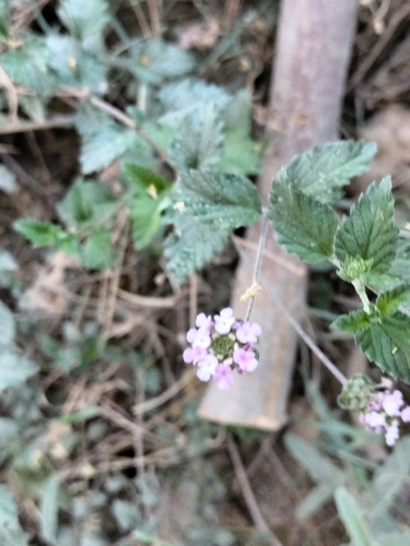 Brushland Lantana (Lantana achyranthifolia)