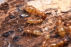 Colobopsis macrocephala