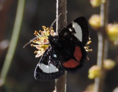 Psychomorpha epimenis