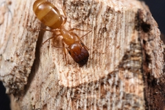 Colobopsis macrocephala