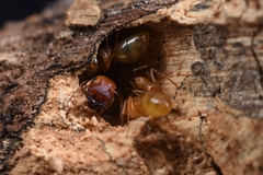 Colobopsis macrocephala