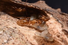 Colobopsis macrocephala