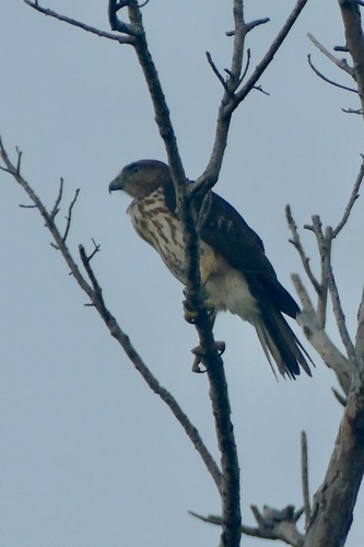 Ridgway's Hawk (Buteo ridgwayi)
