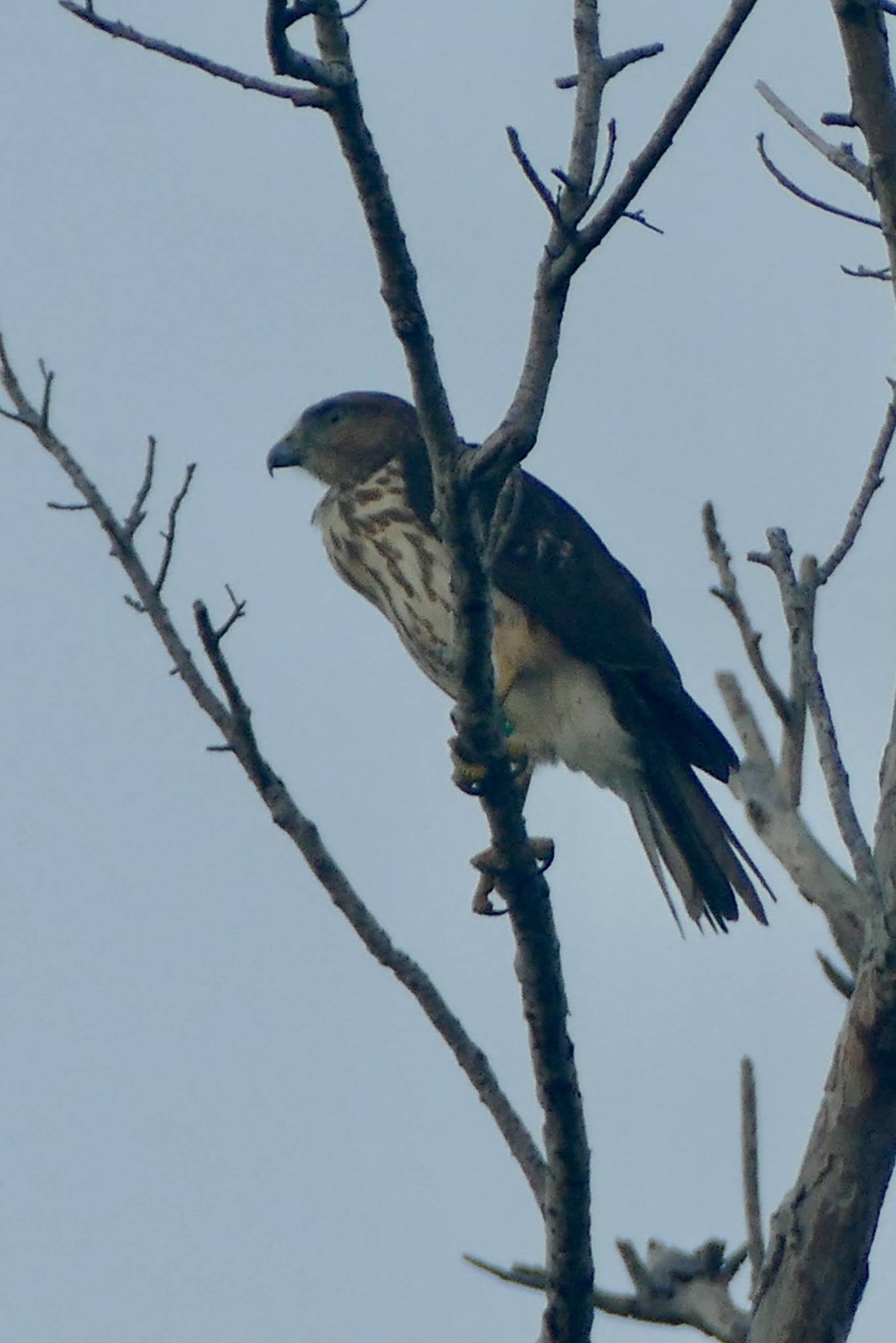 Ridgway's Hawk (Buteo ridgwayi), photo 1