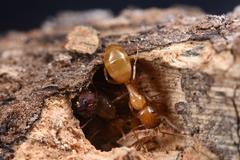 Colobopsis macrocephala