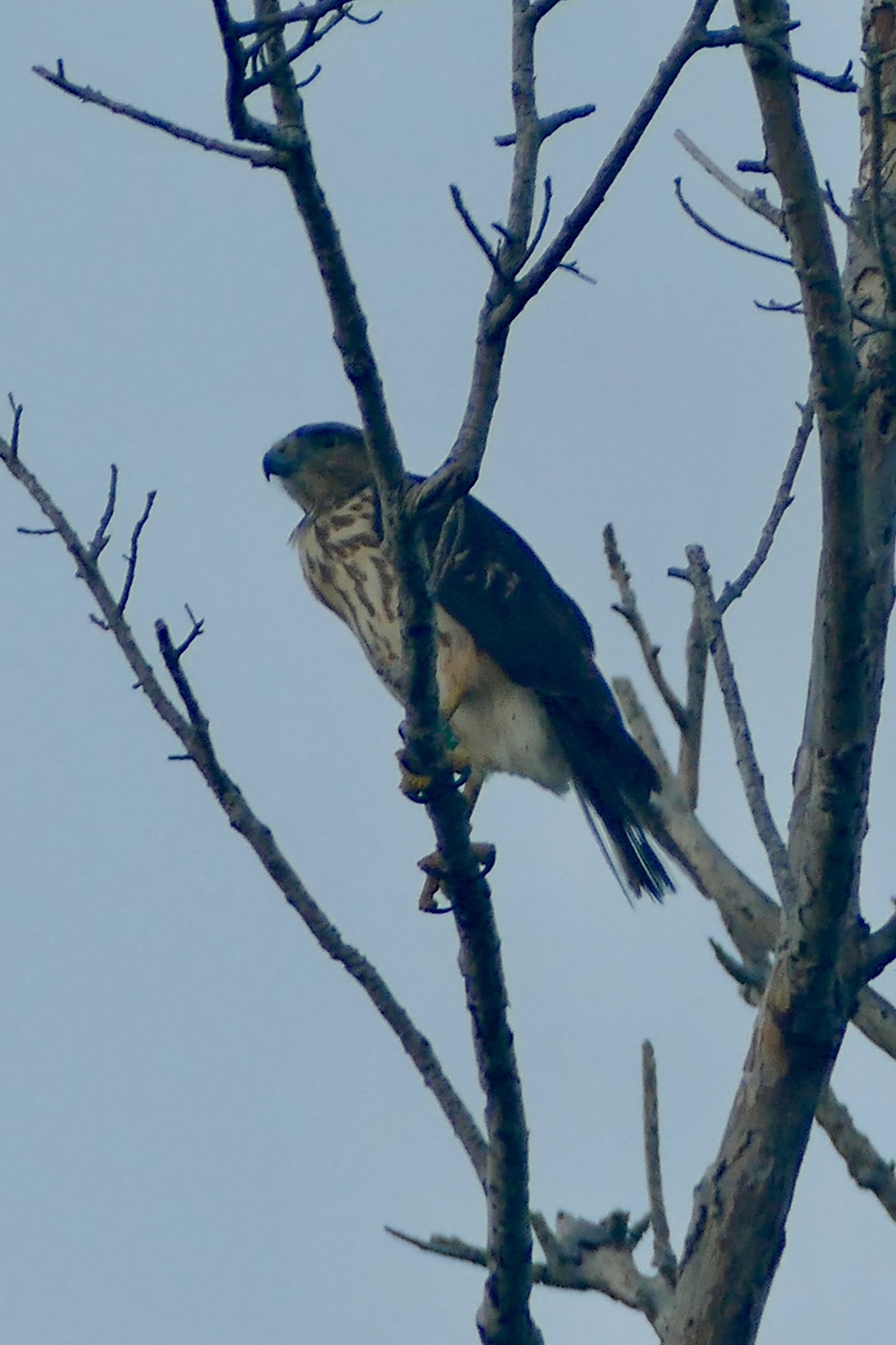 Ridgway's Hawk (Buteo ridgwayi), photo 2