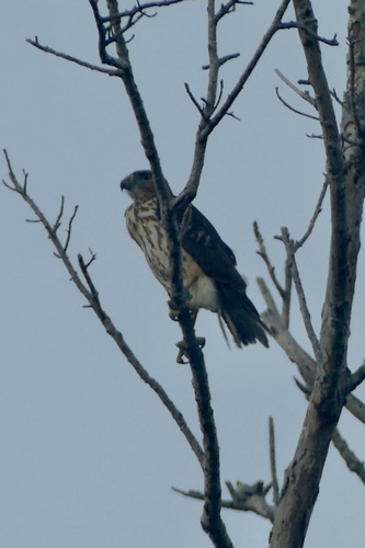 Ridgway's Hawk (Buteo ridgwayi), photo 10