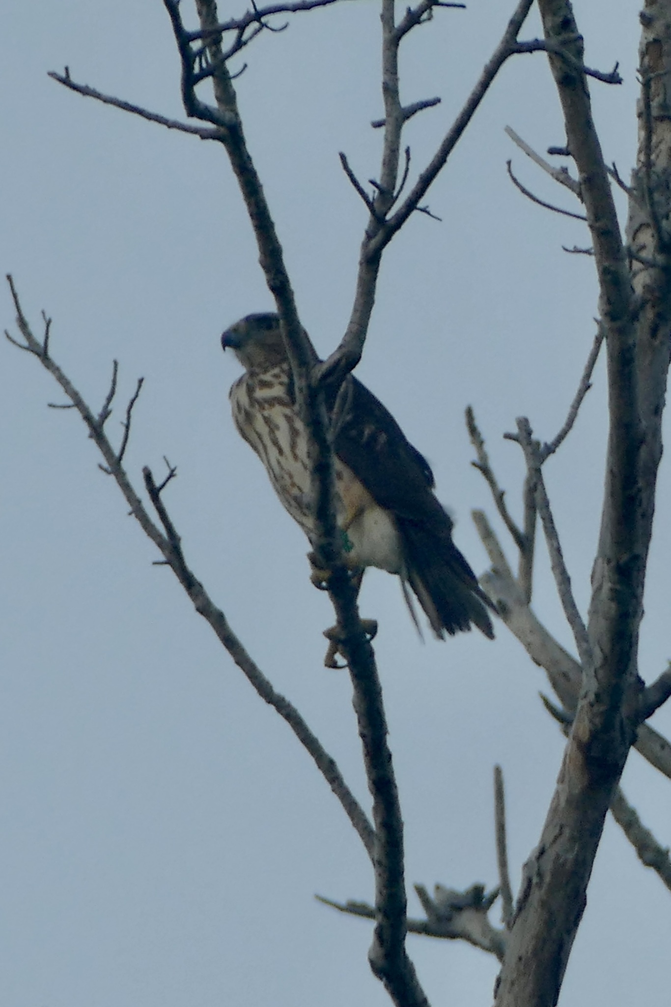 Ridgway's Hawk (Buteo ridgwayi), photo 3