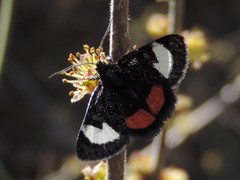 Psychomorpha epimenis