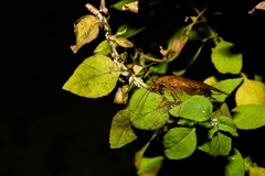 Latiblattella vitrea