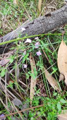 Prostanthera sejuncta