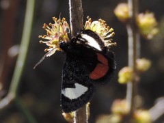 Psychomorpha epimenis
