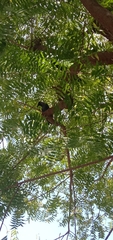 Corvus splendens