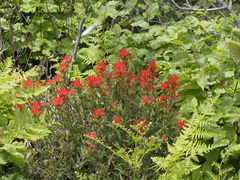 Castilleja applegatei pinetorum