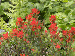 Castilleja applegatei pinetorum