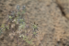 Leptopyrum fumarioides