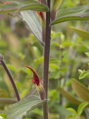 Castilleja applegatei pinetorum