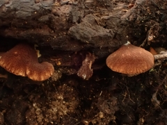 Crepidotus fuscovelutinus