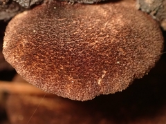 Crepidotus fuscovelutinus